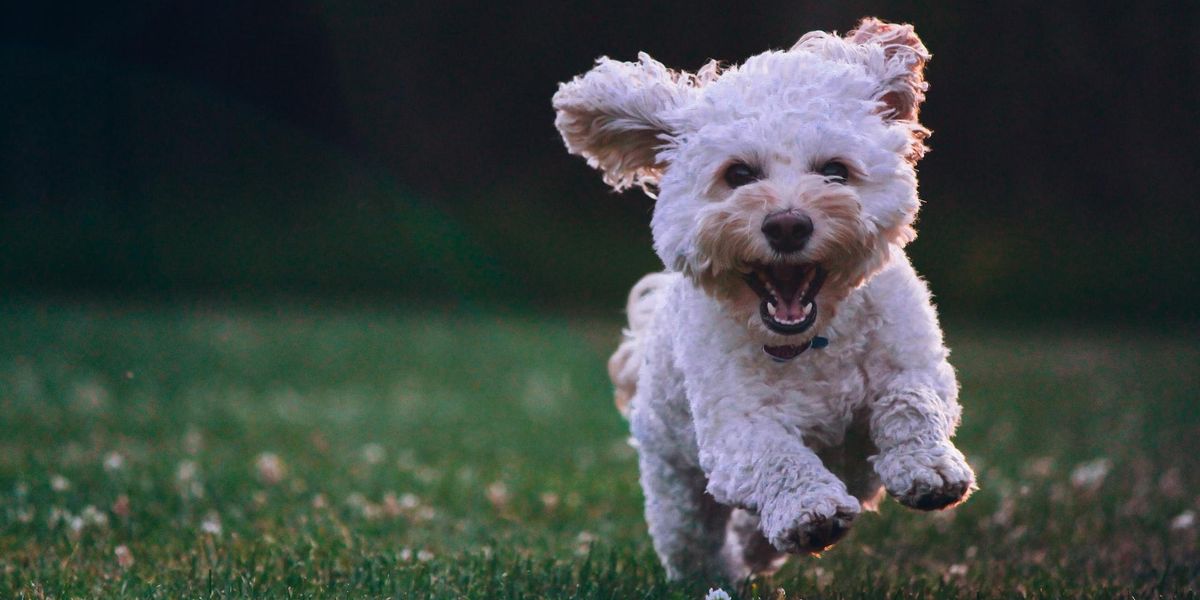 small white dog running