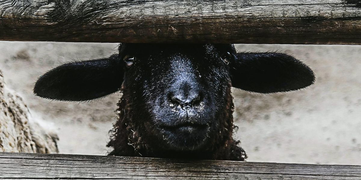 black sheep looking through fence