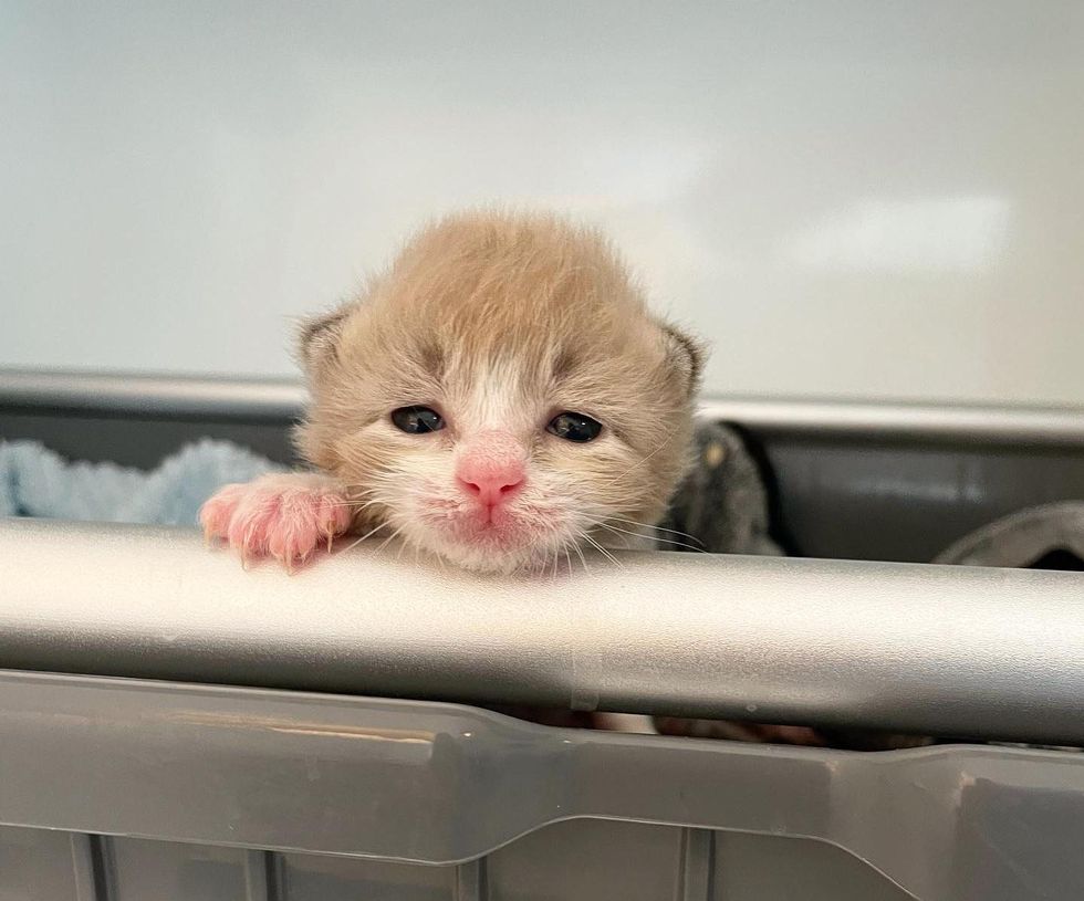 kitten baby incubator