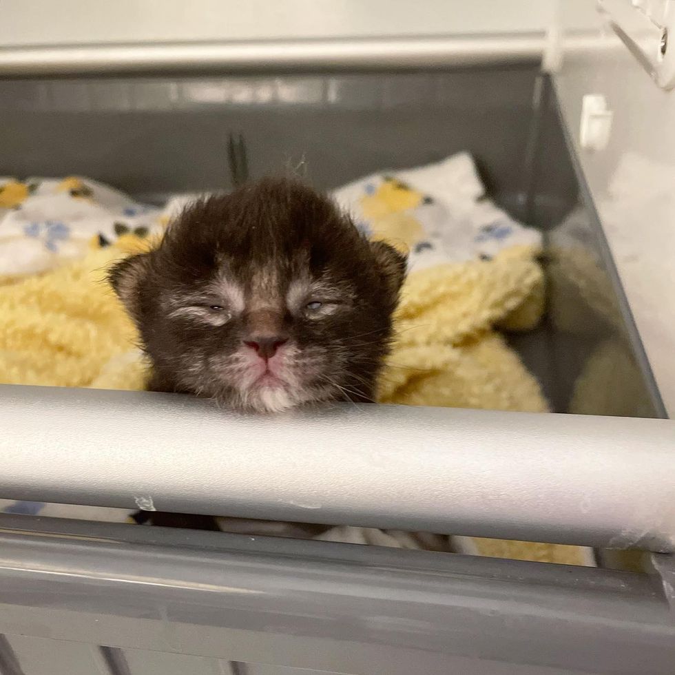 kitten baby incubator