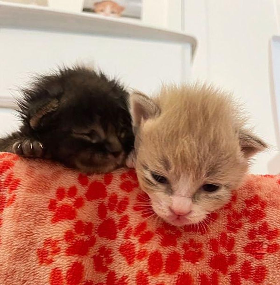 bonded kittens