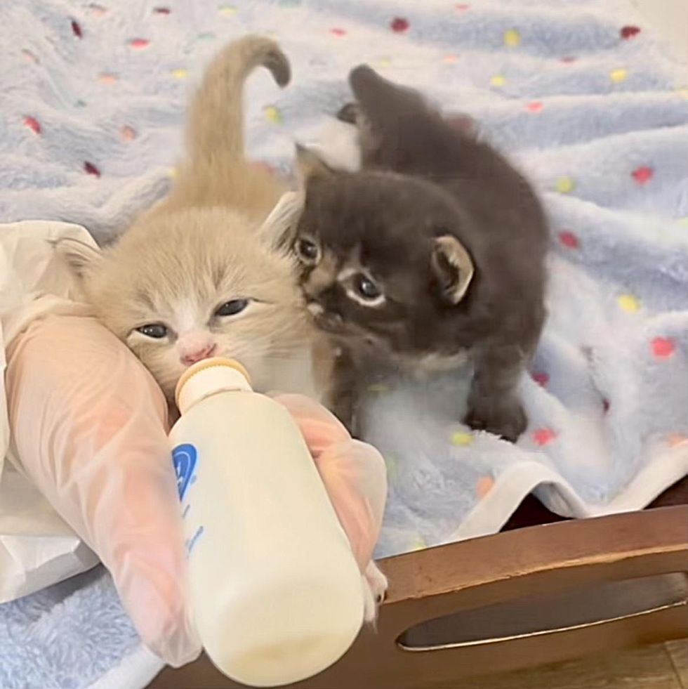 happy kittens feeding