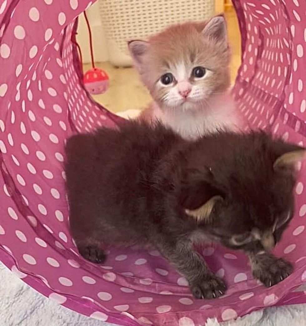 kittens playing tunnel