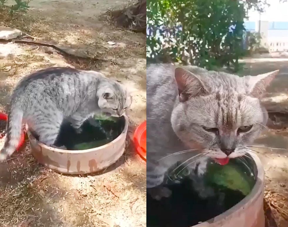 stray cat water bowl, bubble the cat