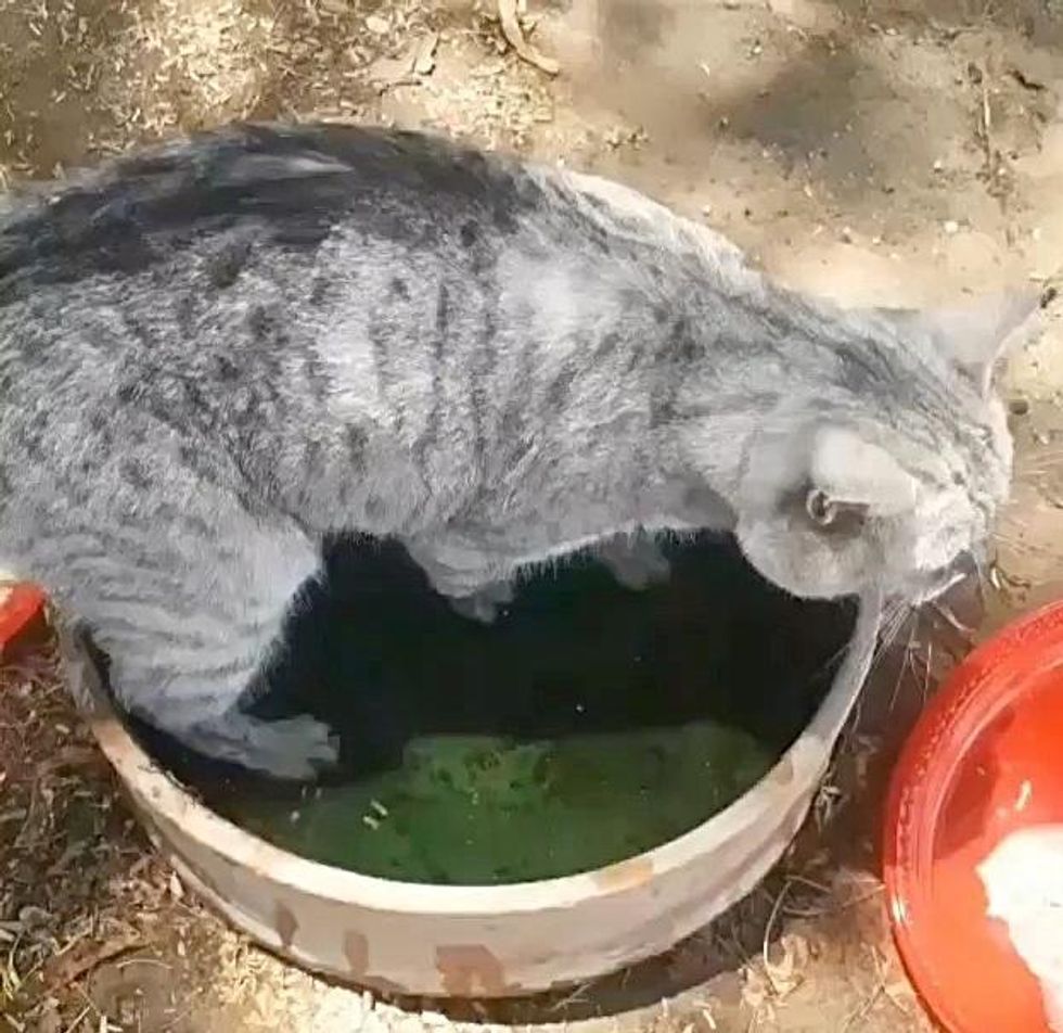 cat in water bowl