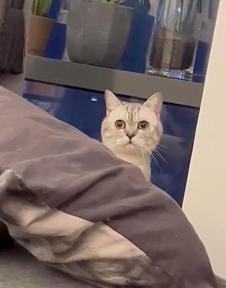 hide and seek cat bubble