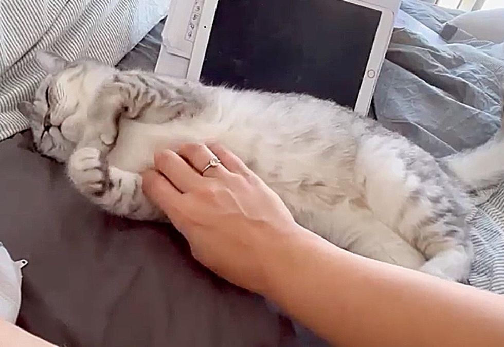 belly rubs cat
