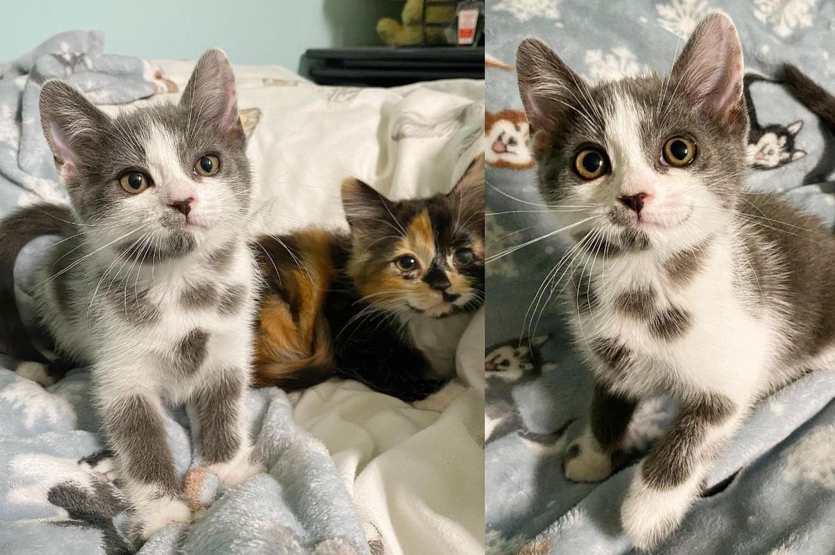 'Dalmatian' Kitten and Her Sister Overcome Everything Together After Getting a Second Chance