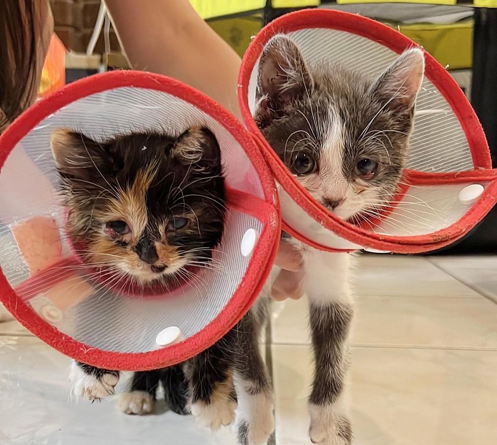 kitten sisters