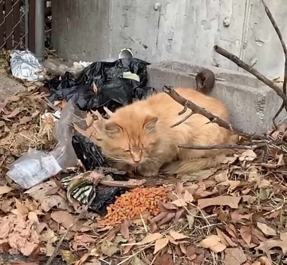 stray orange cat