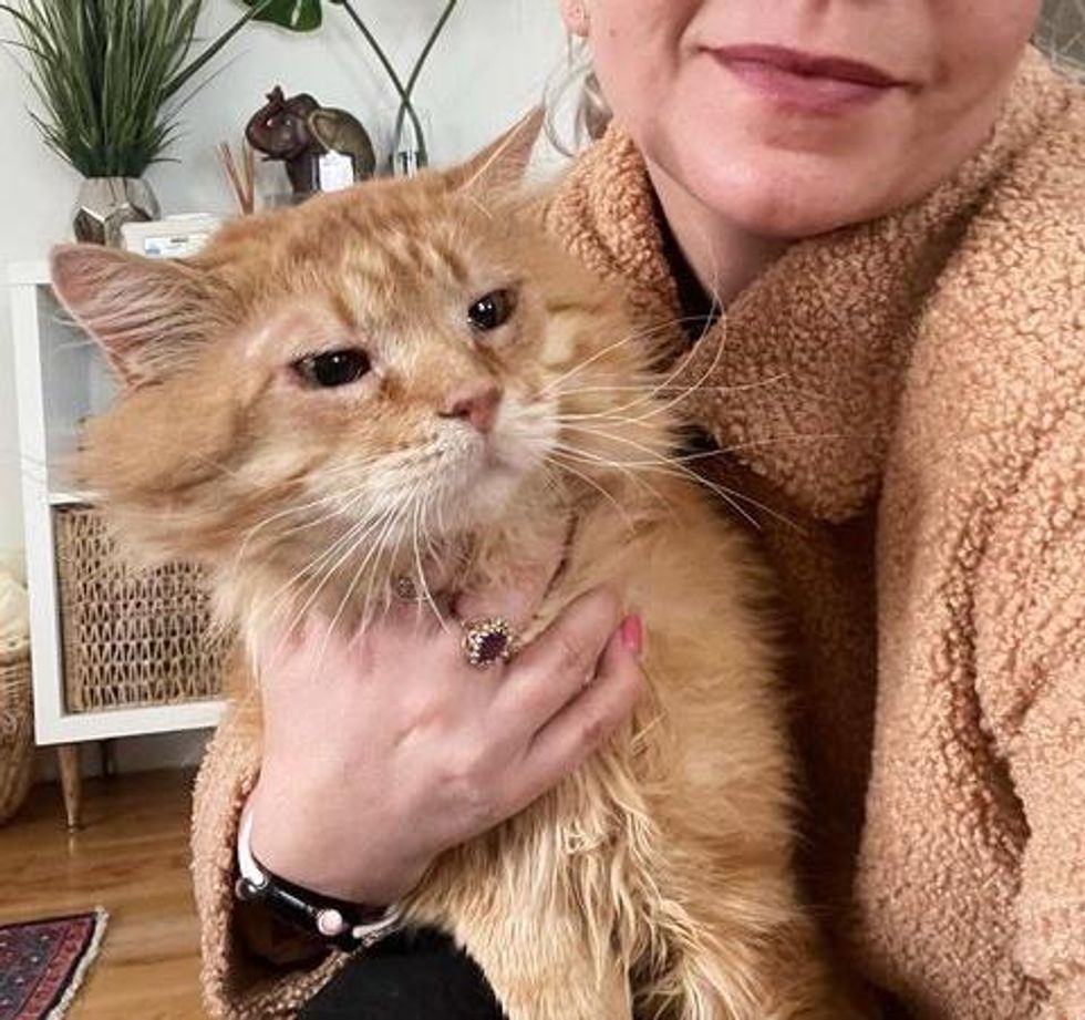 orange cat hugs morpheus