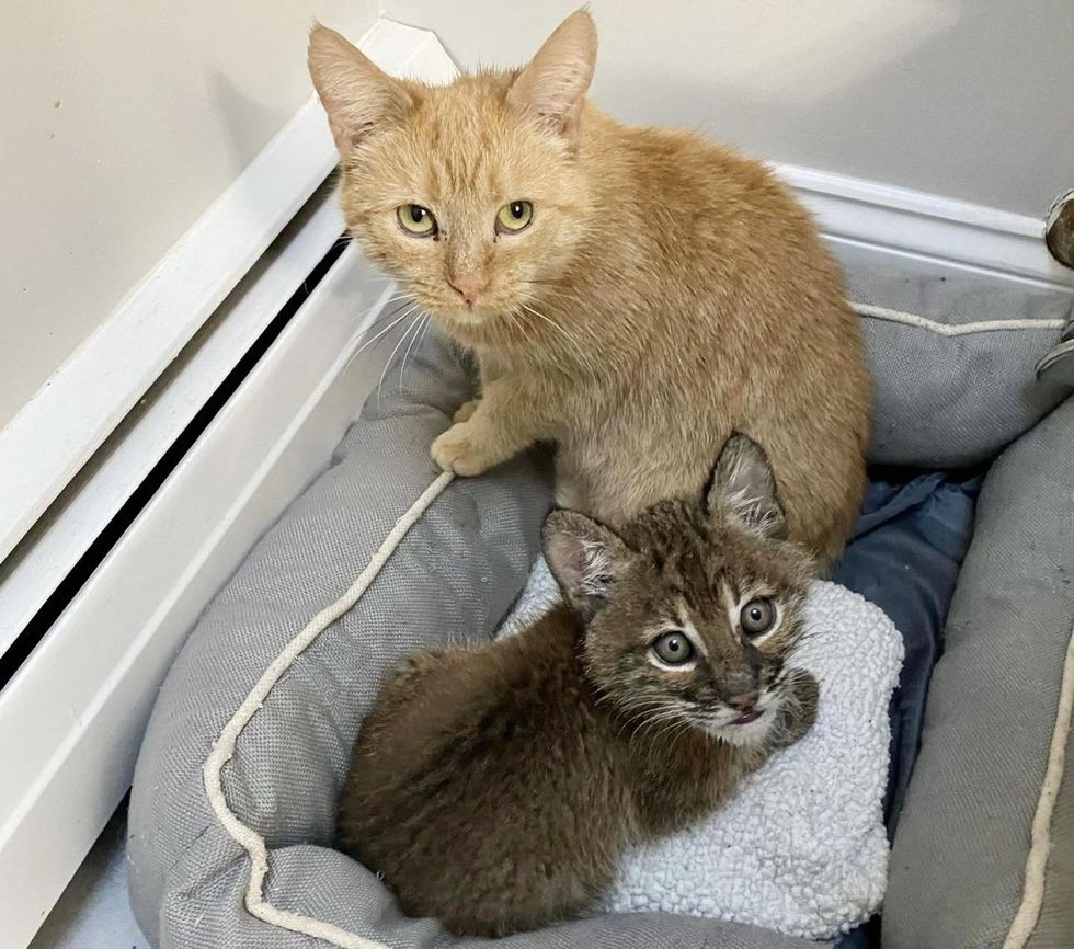 bobcat kitten orange cat