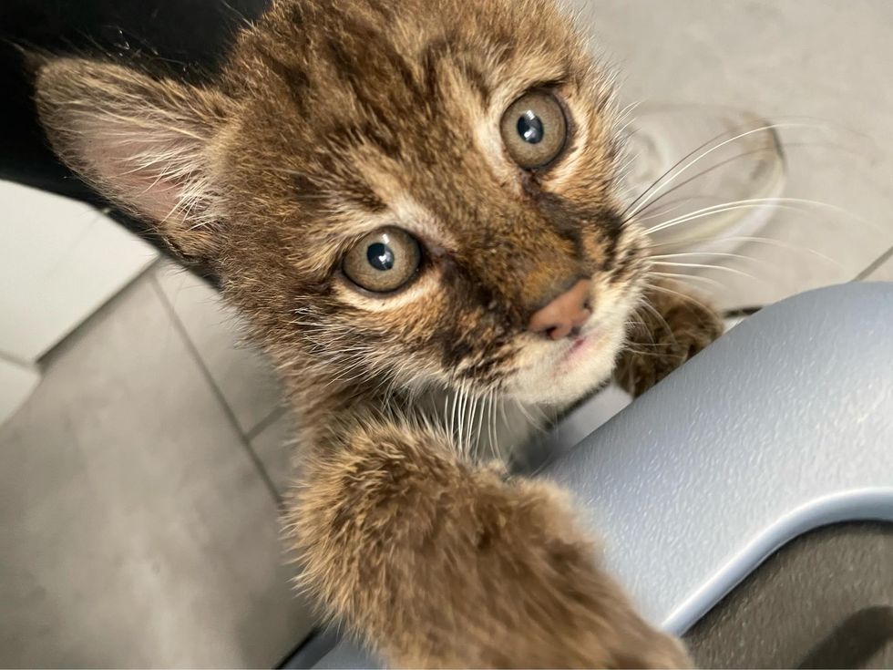 bobcat kitten