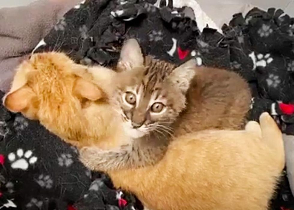 bobcat kitten cuddles cat