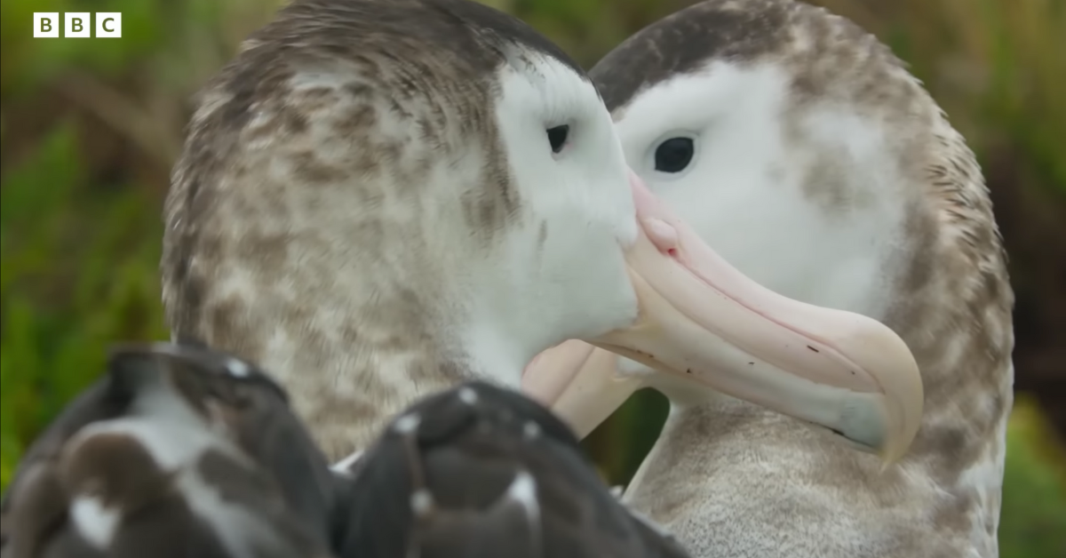 Documentary Clip Of Two Male Albatrosses Adorably Courting Each Other Has Twitter Swooning