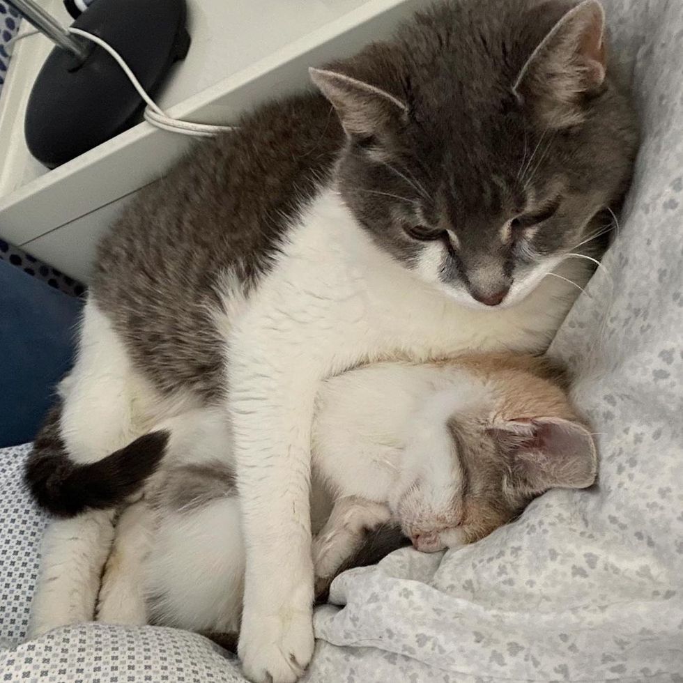 cat hugs kitten