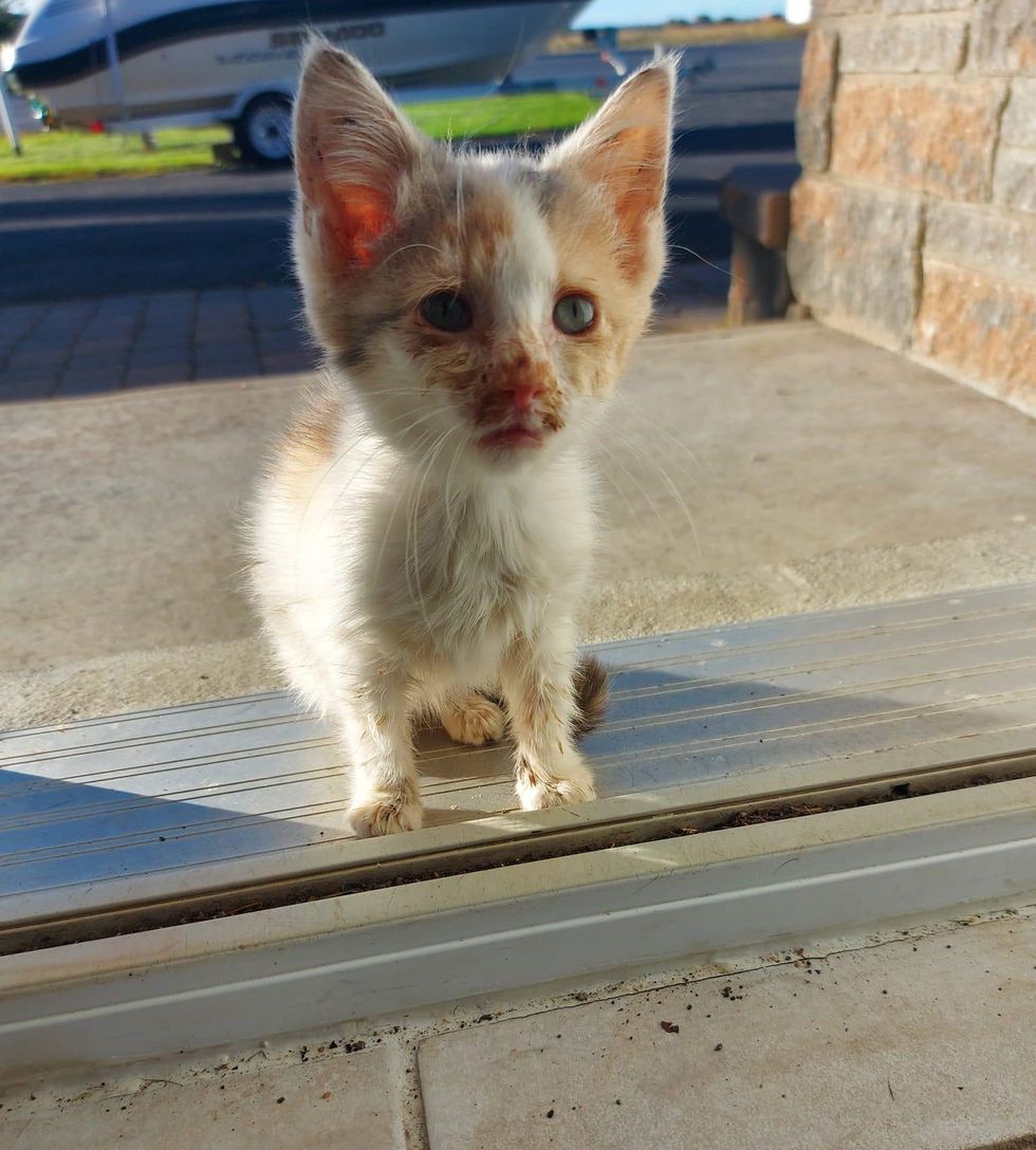 stray kitten at door