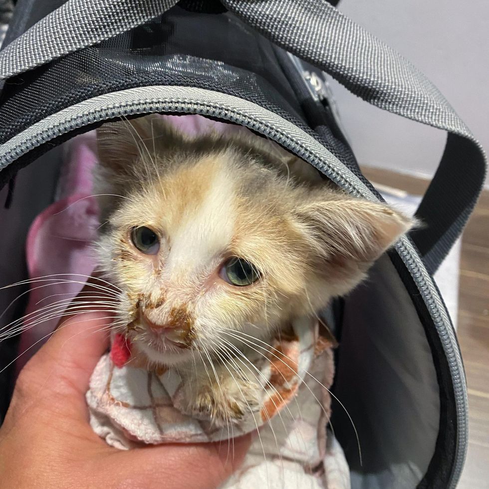 sweet rescued kitten