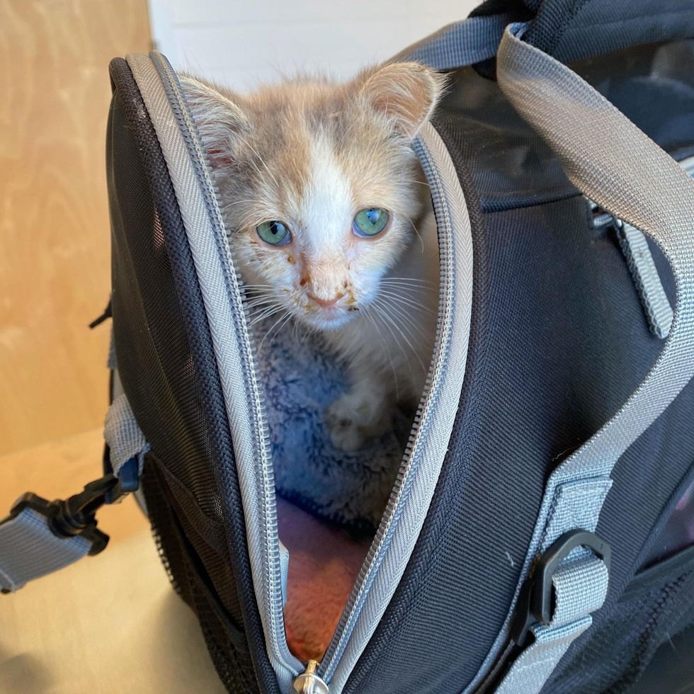 kitten carrier