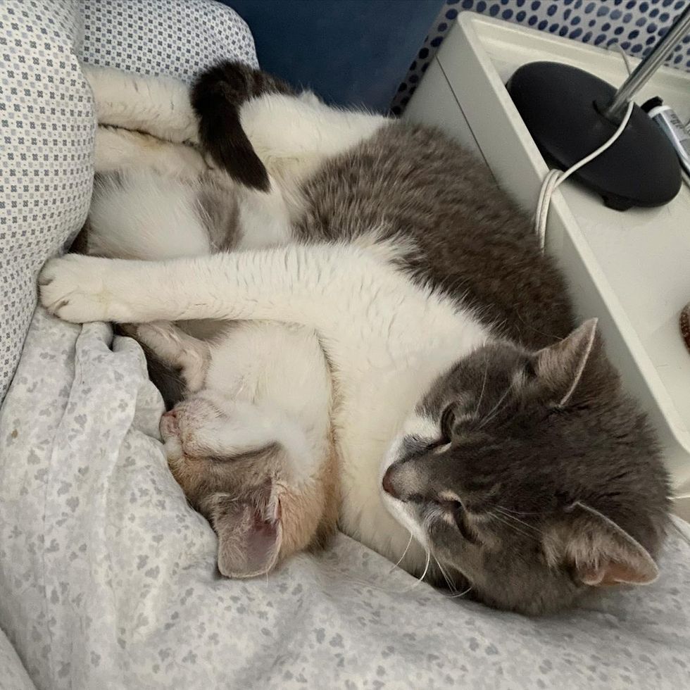 cat kitten cuddles