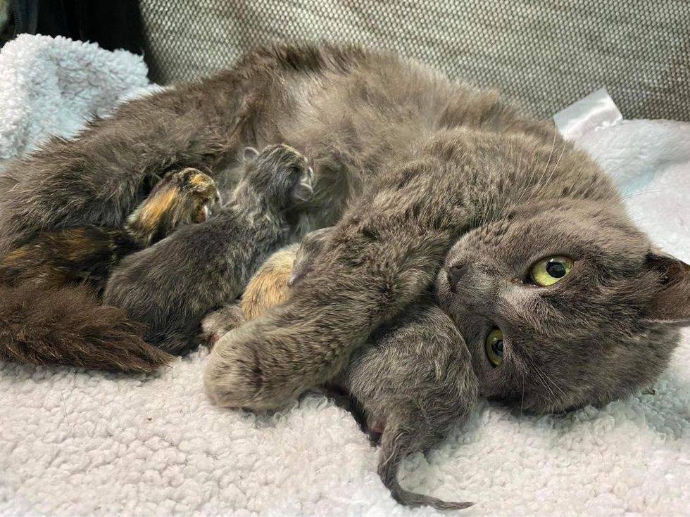 cat mother kittens