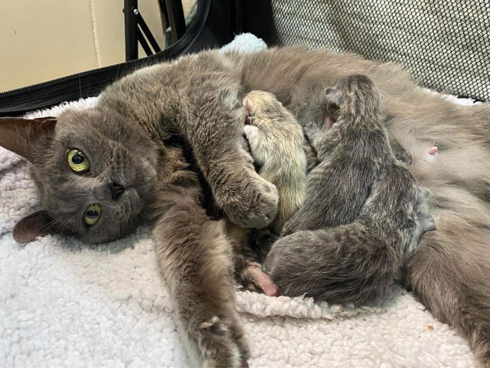 kittens nursing connected  cat