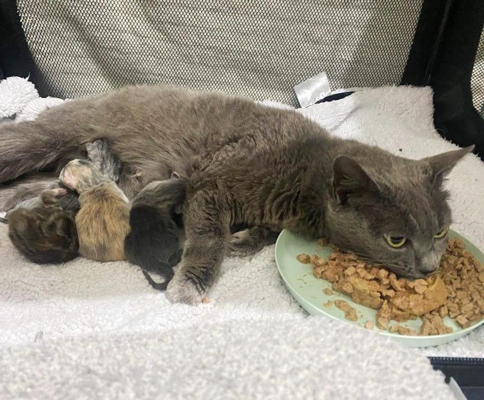 cat kitten nursing