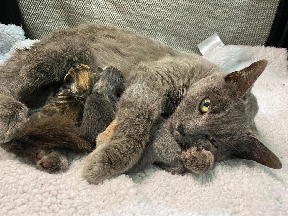 loving feline  mom, nursing kittens