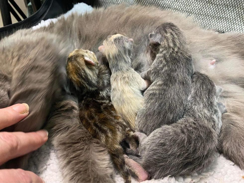 newborn nursing kittens