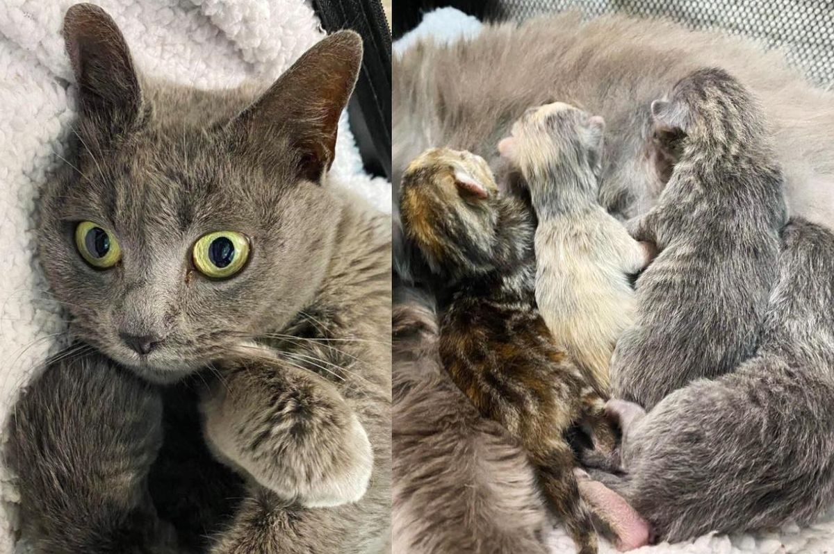 Cat Settles Right into a New Place After Being Left Behind, Days Later She Has 4 Precious Kittens