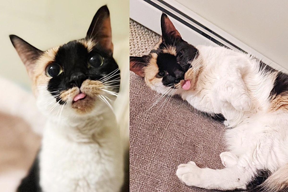 Cat Whose Tongue Sticks Out Permanently, Finds a Family to Help Her and Ends Up Choosing Them