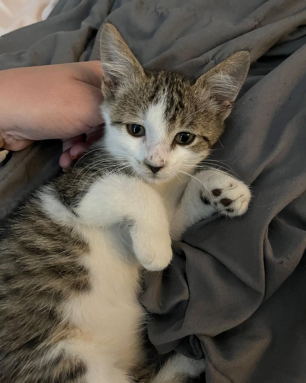 Bubblegum kitten foster home