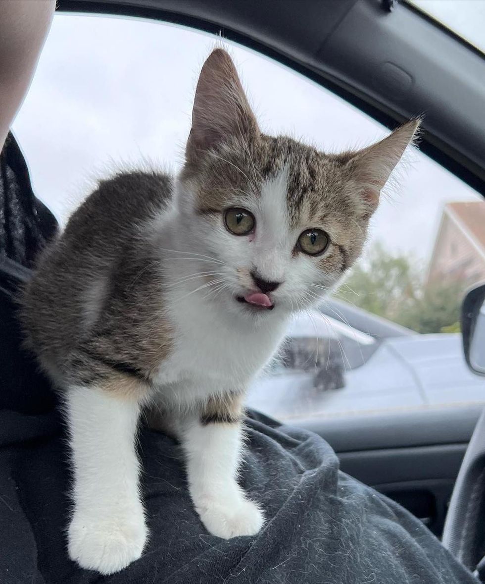 happy kitten car ride