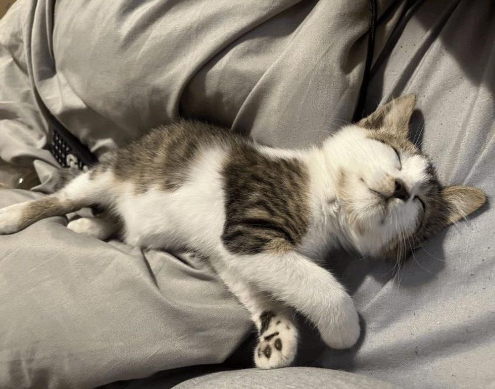 sleeping blessed  kitten bubblegum