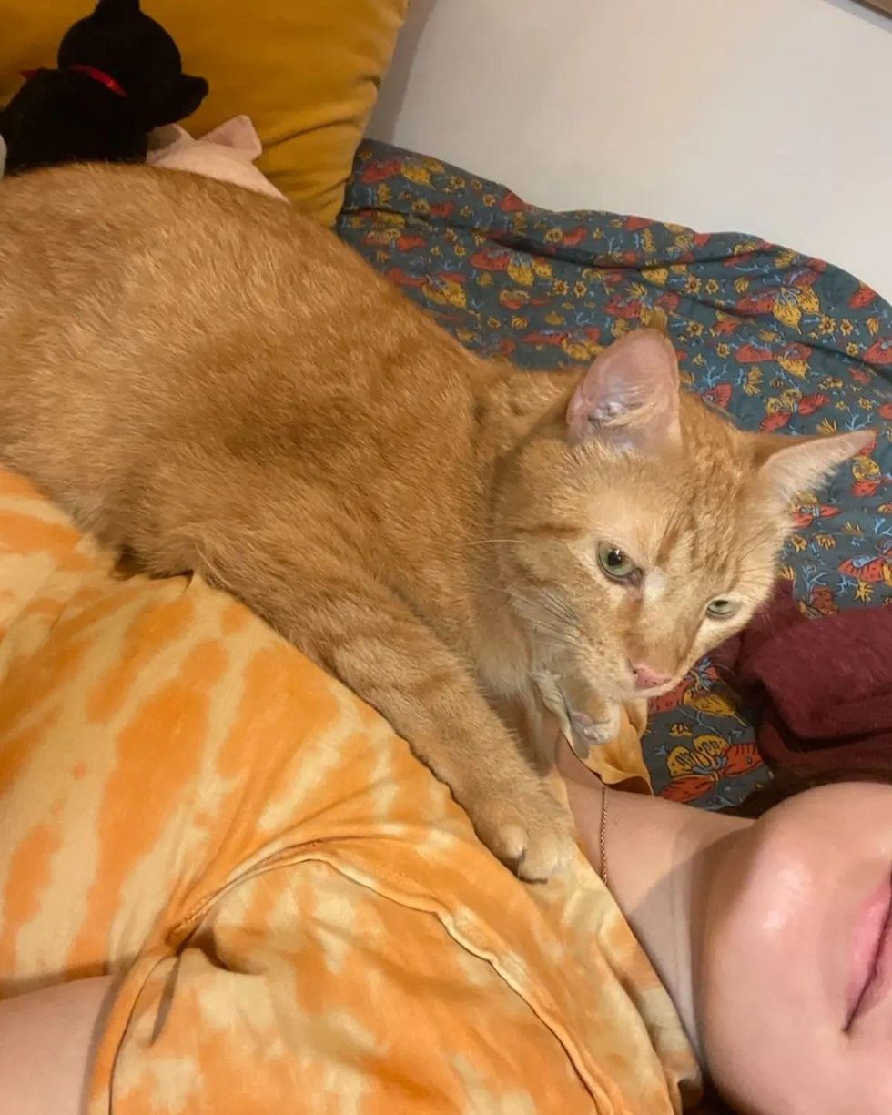 cuddly orange cat
