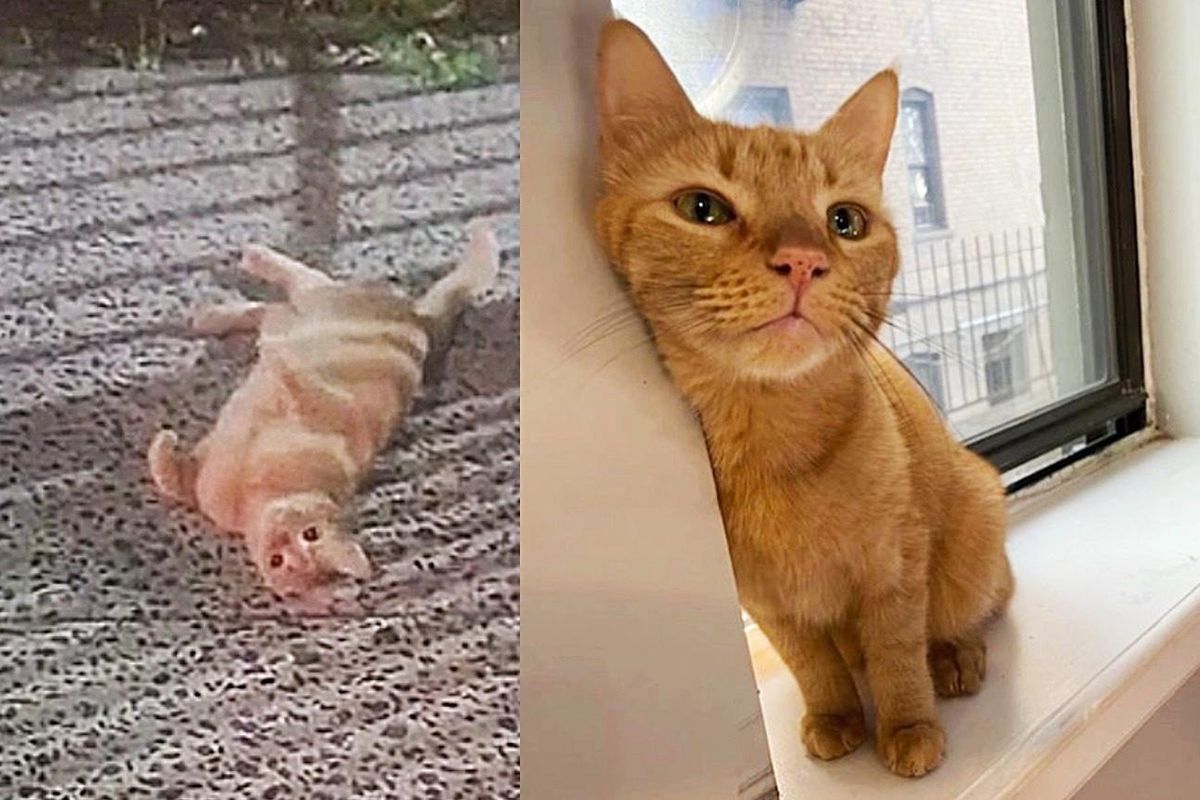 Cat Found Near a Creek Rolls Around on the Ground as He's Ready to Be Taken into Good Home
