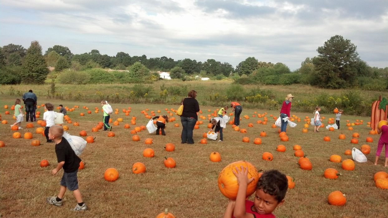 People pick a pumpkin at the pumpkin patch.