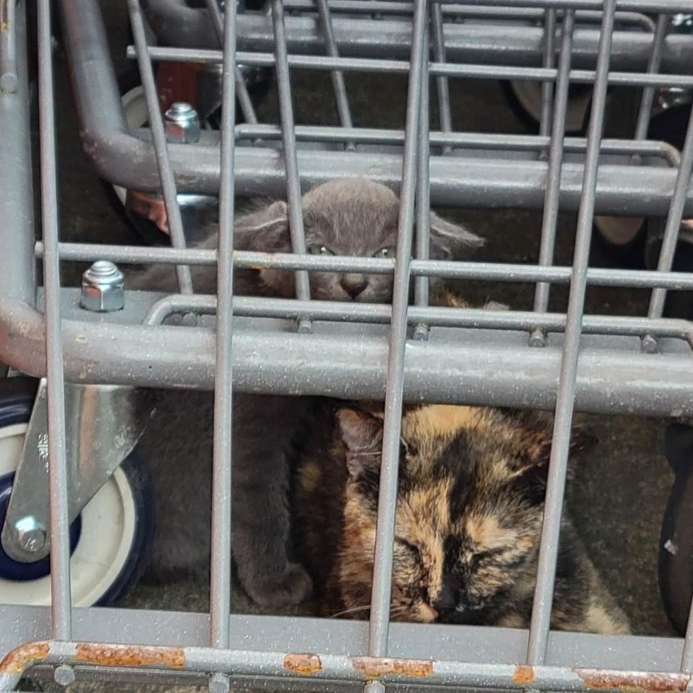 kitten cat under carts