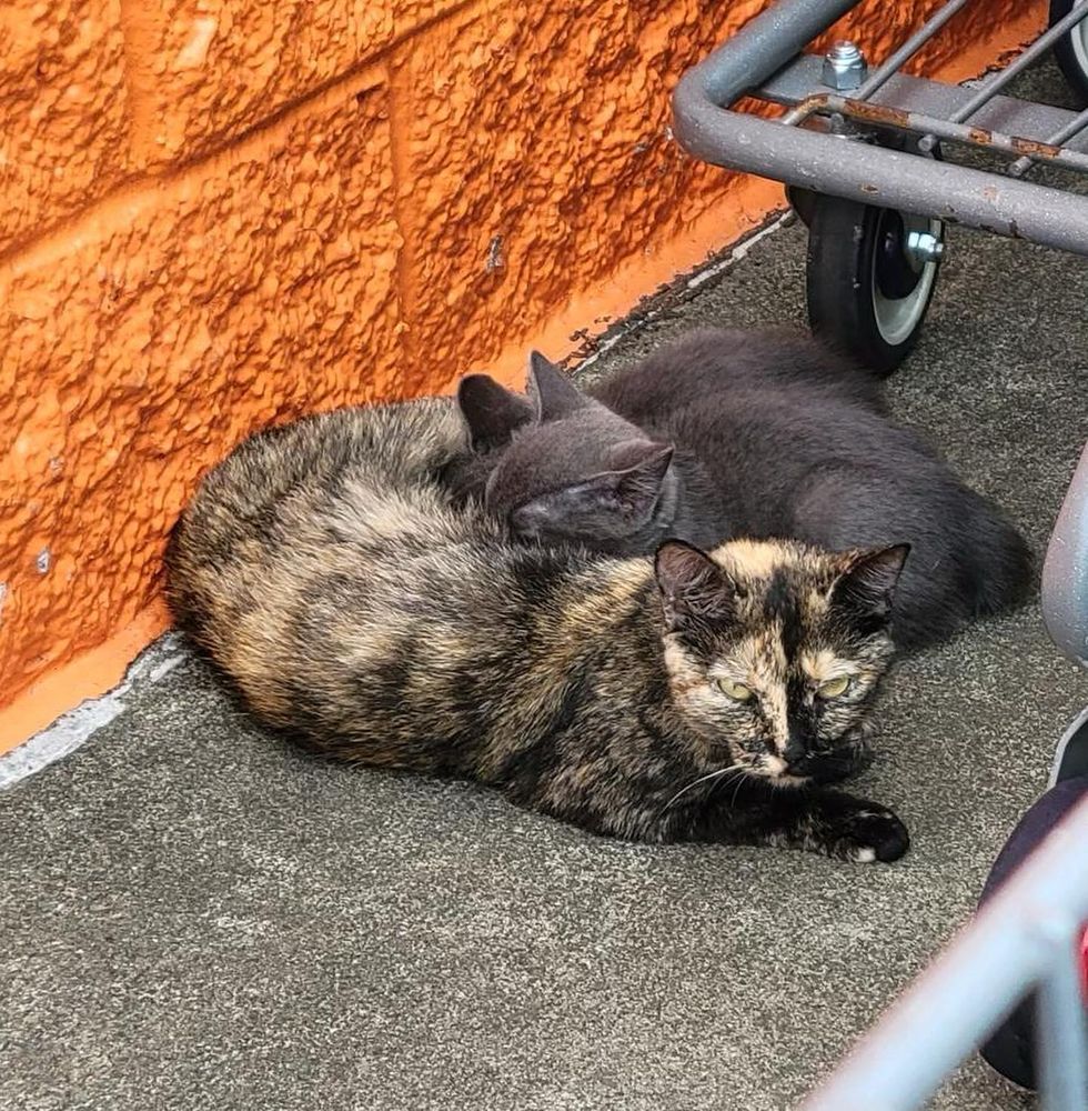 cat kittens nursing