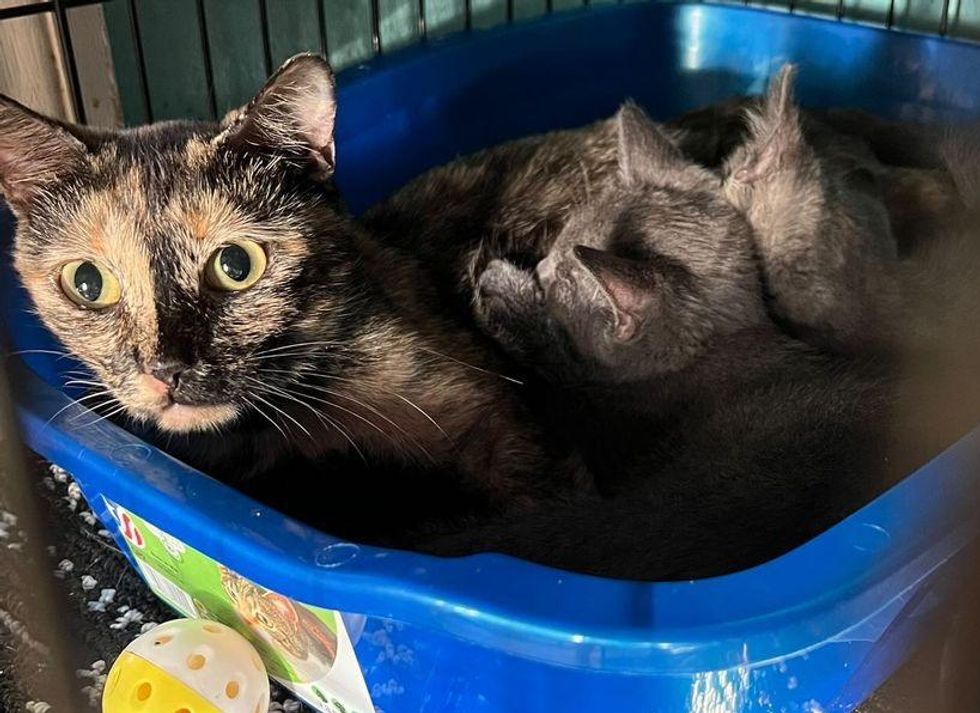 kittens snuggling feline  mom