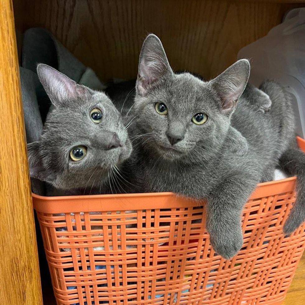 bonded kitten brothers