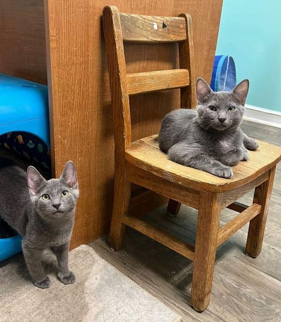 grey kittens happy