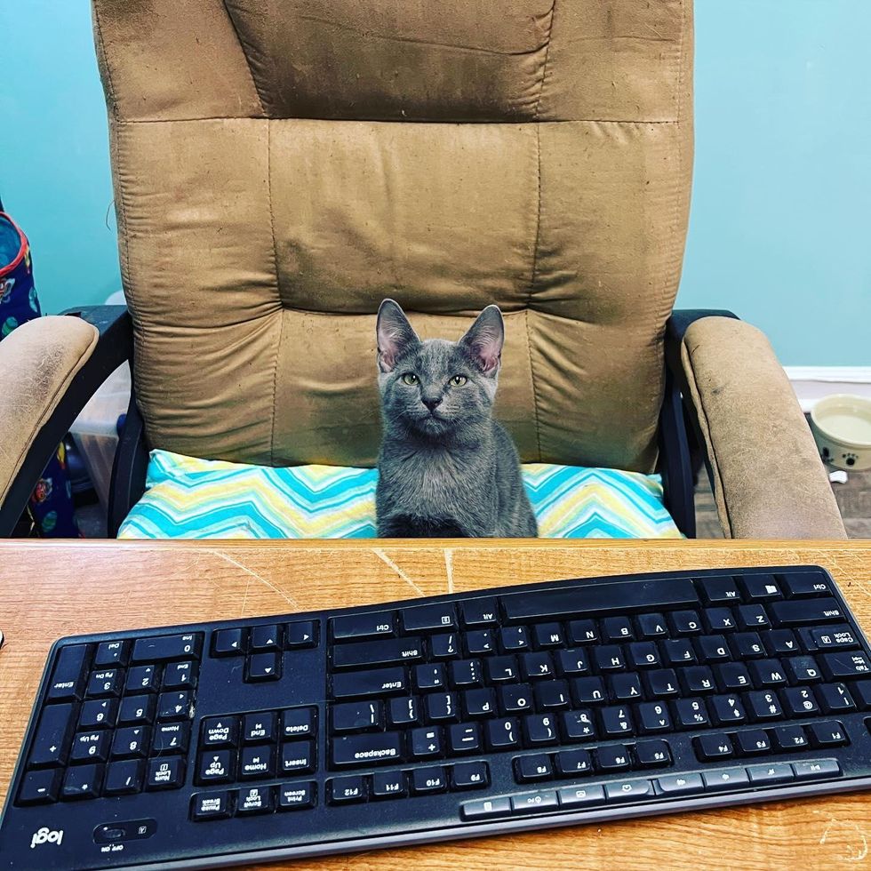 kitten office chair