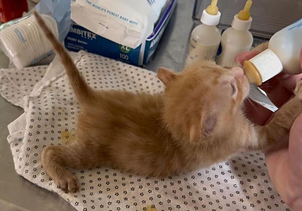 bottle ginger kitten