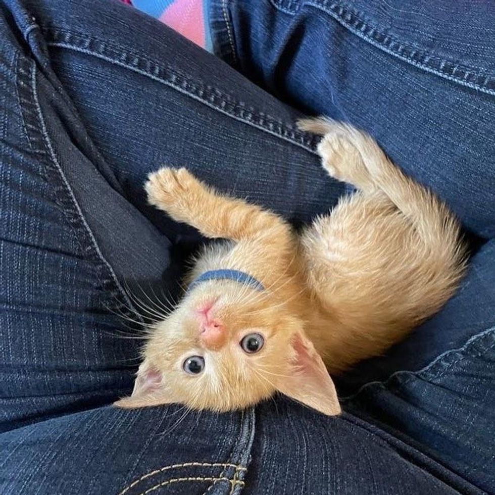 lap kitten big eyes