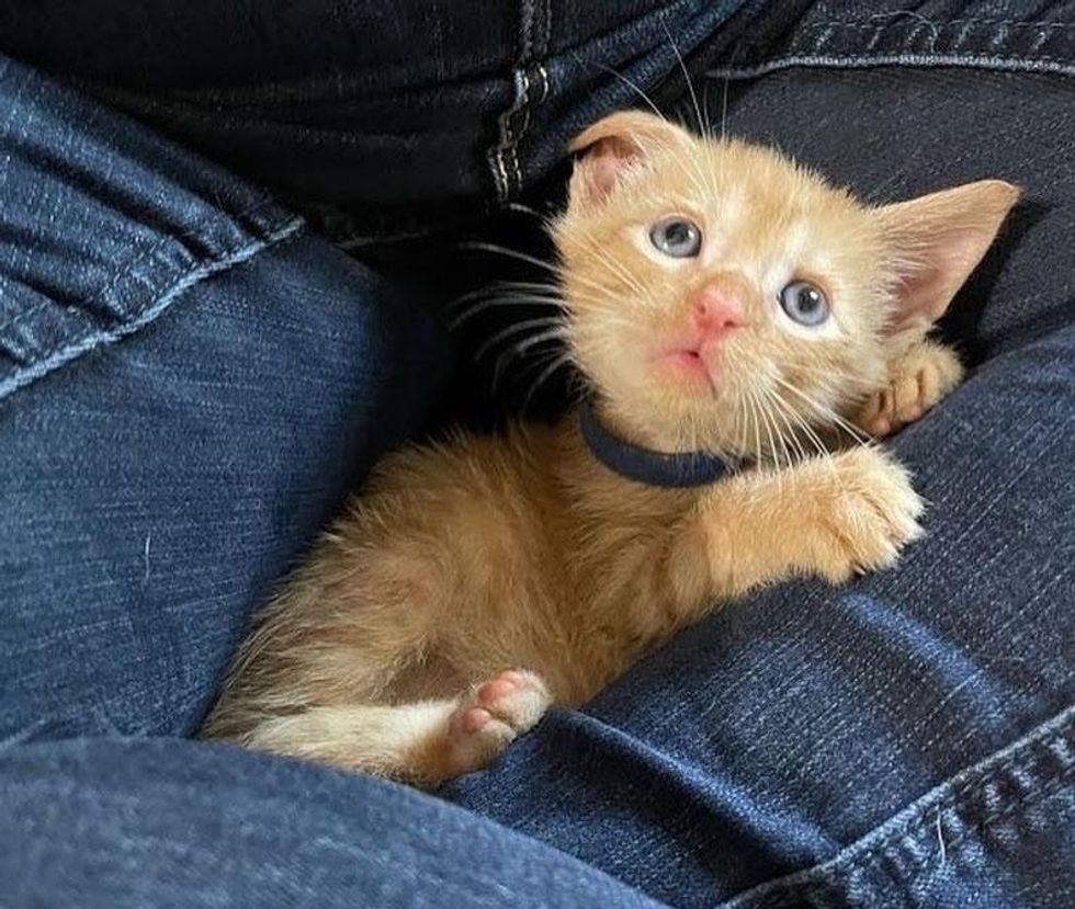 lap kitten cat