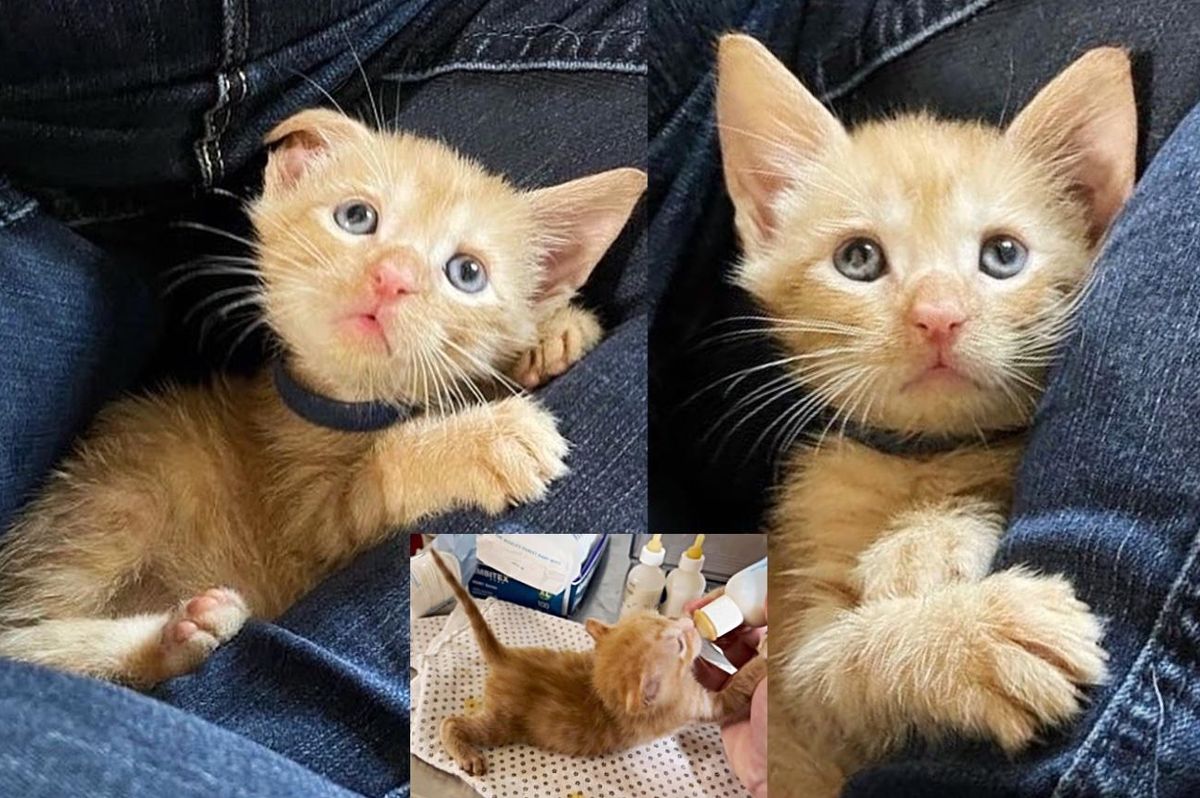 Kitten with 'Tail Meter' Curls Up on the Person Who Feeds Him After He Was Found Outside with 6 Littermates