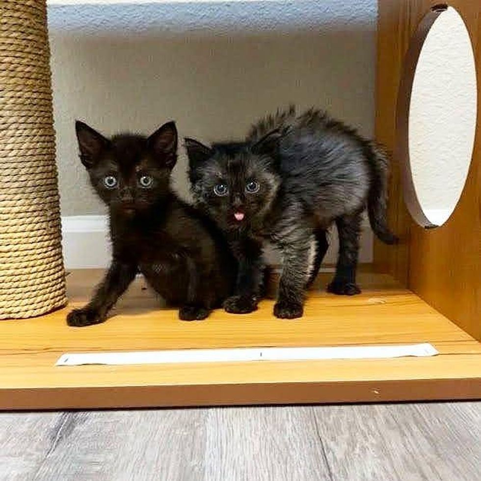 kitten brothers bonded