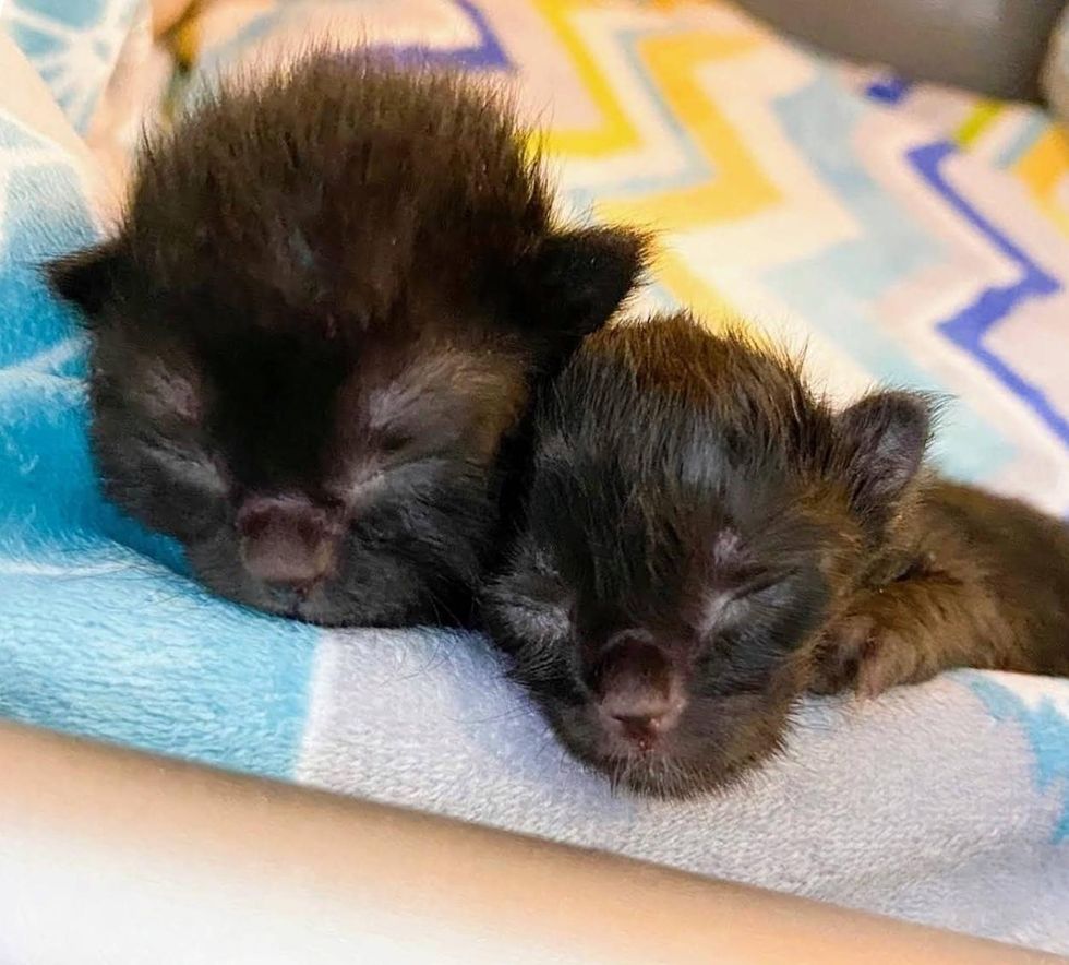 snuggly newborn kittens bond