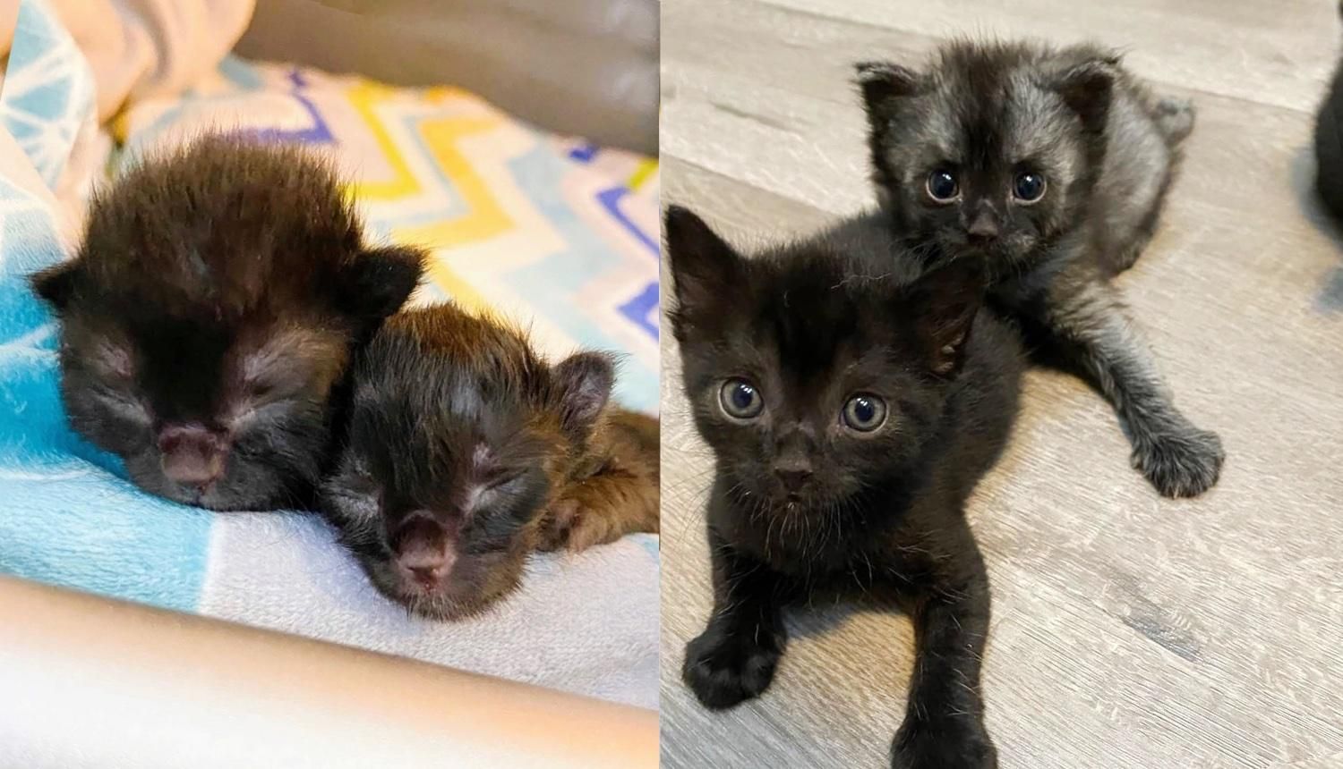 The Heartwarming Story of Two Cats Looking Out for Each Other Since They were Newborn Kittens